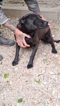 MERA, Hund, Mischlingshund in Ungarn - Bild 8