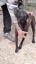MERA, Hund, Mischlingshund in Ungarn - Bild 9