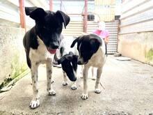 ASTRA, Hund, Mischlingshund in Rumänien - Bild 10