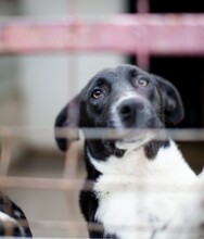 ASTRA, Hund, Mischlingshund in Rumänien - Bild 2