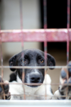 ASTRA, Hund, Mischlingshund in Rumänien - Bild 3