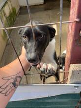 ASTRA, Hund, Mischlingshund in Rumänien - Bild 4