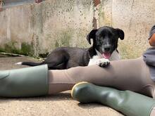 ASTRA, Hund, Mischlingshund in Rumänien - Bild 5