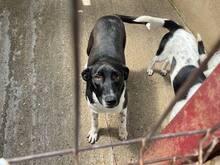 ASTRA, Hund, Mischlingshund in Rumänien - Bild 6
