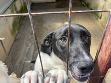 ASTRA, Hund, Mischlingshund in Rumänien - Bild 7