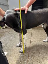 ASTRA, Hund, Mischlingshund in Rumänien - Bild 8