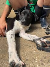 ASTRA, Hund, Mischlingshund in Rumänien - Bild 9