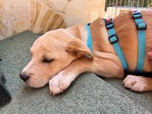 CONCETTA, Hund, Mischlingshund in Italien - Bild 2