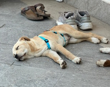 CONCETTA, Hund, Mischlingshund in Italien - Bild 3