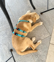 CONCETTA, Hund, Mischlingshund in Italien - Bild 4