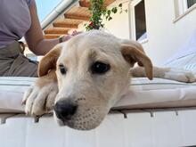 CONCETTA, Hund, Mischlingshund in Italien - Bild 5