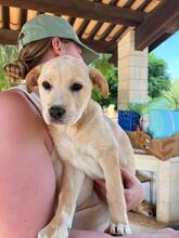 CONCETTA, Hund, Mischlingshund in Italien - Bild 6