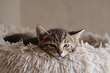 JACK, Katze, Europäisch Kurzhaar in Bramsche - Bild 1