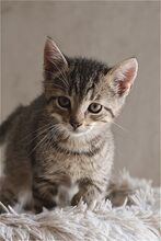 JACK, Katze, Europäisch Kurzhaar in Bramsche - Bild 2