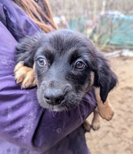 MACARON, Hund, Mischlingshund in Ungarn - Bild 10