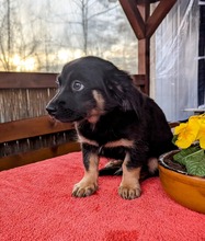 MACARON, Hund, Mischlingshund in Ungarn - Bild 12