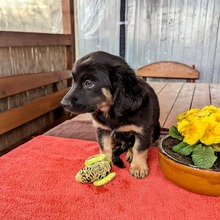 MACARON, Hund, Mischlingshund in Ungarn - Bild 13