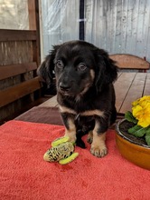 MACARON, Hund, Mischlingshund in Ungarn - Bild 14