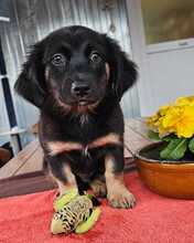 MACARON, Hund, Mischlingshund in Ungarn - Bild 15