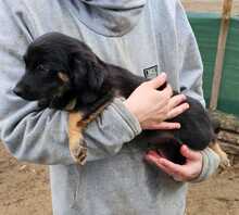 MACARON, Hund, Mischlingshund in Ungarn - Bild 16