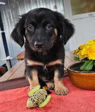 MACARON, Hund, Mischlingshund in Ungarn - Bild 17