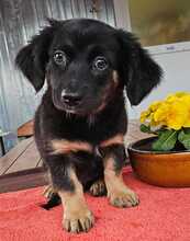 MACARON, Hund, Mischlingshund in Ungarn - Bild 18
