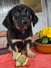 MACARON, Hund, Mischlingshund in Ungarn - Bild 19