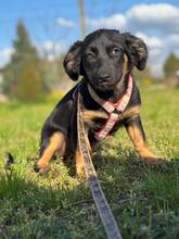 MACARON, Hund, Mischlingshund in Ungarn - Bild 2