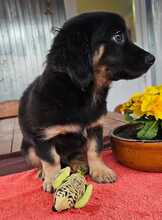 MACARON, Hund, Mischlingshund in Ungarn - Bild 20