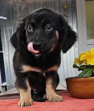 MACARON, Hund, Mischlingshund in Ungarn - Bild 21