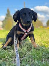 MACARON, Hund, Mischlingshund in Ungarn - Bild 3