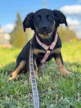 MACARON, Hund, Mischlingshund in Ungarn - Bild 4