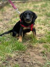 MACARON, Hund, Mischlingshund in Ungarn - Bild 5