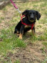 MACARON, Hund, Mischlingshund in Ungarn - Bild 6