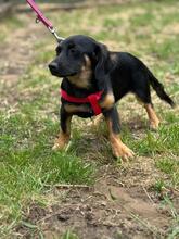 MACARON, Hund, Mischlingshund in Ungarn - Bild 7