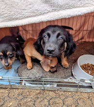 MACARON, Hund, Mischlingshund in Ungarn - Bild 8