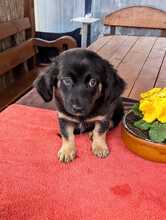 MACARON, Hund, Mischlingshund in Ungarn - Bild 9