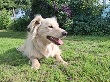 TAXO, Hund, Mischlingshund in Ortenberg - Bild 11