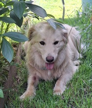 TAXO, Hund, Mischlingshund in Ortenberg - Bild 12