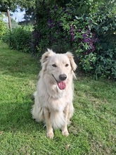 TAXO, Hund, Mischlingshund in Ortenberg - Bild 13