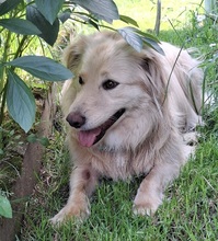 TAXO, Hund, Mischlingshund in Ortenberg - Bild 14