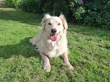 TAXO, Hund, Mischlingshund in Ortenberg - Bild 15