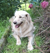 TAXO, Hund, Mischlingshund in Ortenberg - Bild 2