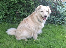 TAXO, Hund, Mischlingshund in Ortenberg - Bild 3