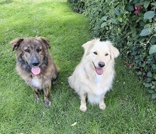 TAXO, Hund, Mischlingshund in Ortenberg - Bild 4
