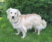 TAXO, Hund, Mischlingshund in Ortenberg - Bild 5