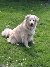 TAXO, Hund, Mischlingshund in Ortenberg - Bild 6