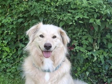 TAXO, Hund, Mischlingshund in Ortenberg - Bild 7