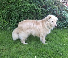 TAXO, Hund, Mischlingshund in Ortenberg - Bild 8