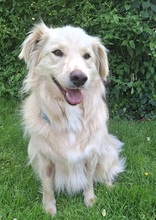 TAXO, Hund, Mischlingshund in Ortenberg - Bild 9